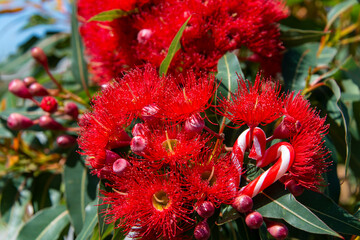 An Australian Christmas image with a heart shaped with candy cane, amongst an Australian gum tree in bloom, red flowers - Horizontal, summer, eucalyptus