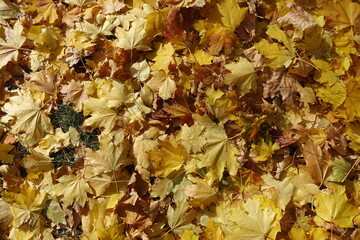 Orange and yellow fallen leaves of maple on the ground in mid October