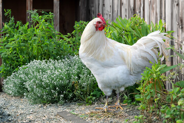 poulet de Bresse vivant au poulailler