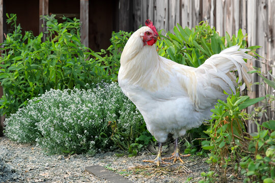 poulet de Bresse vivant au poulailler