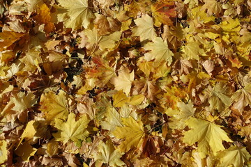 Yellow and orange fallen leaves of maple on the ground in  mid October