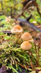 mushroom in the forest