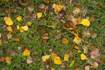 Brown and yellow fallen leaves of cottonwood in the grass in autumn