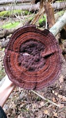 Mushroom in the forest 
