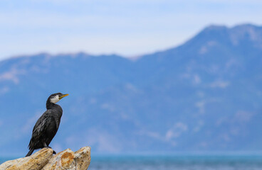 cormorant on the rock