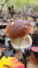 orange cap boletus