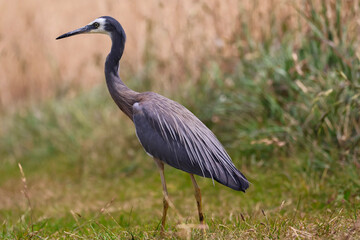 great blue heron