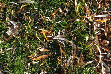 Green grass covered with fallen leaves of willow in mid November