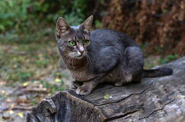 A grey cat with green eyes sits on a grey log and looks to the right, close-up.