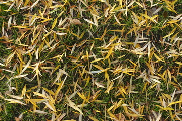 Top view of fallen leaves of willow on the grass in November