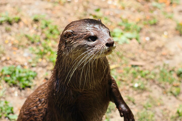 Otter closeup