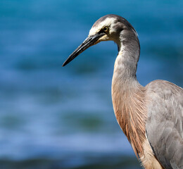 great blue heron closeup