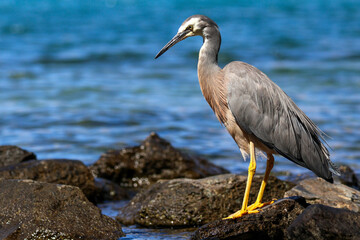 great blue heron
