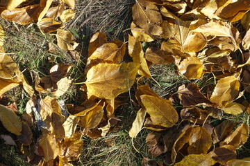 Grass covered with fallen leaves of mulberry in October