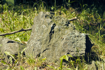 Natural background with big stone in green grass. Grass and stone irradiated by the sun. Sunny day, summer, stone, grass.