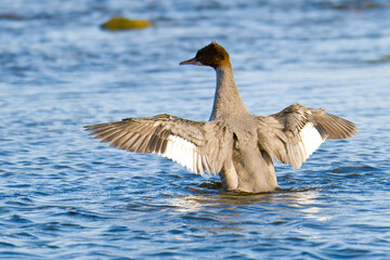 Gänsesäger an der Ostsee im Herbst