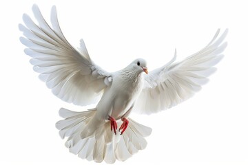 Obraz premium A striking white dove takes off gracefully, its wings fully spread and feathers detailed, creating a sense of movement and freedom in a bright atmosphere.