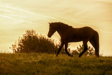 Romantic silhouette portrait of an icelandic horse in motion against colorful orange sky, horse...