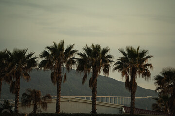 Palm trees at sunset