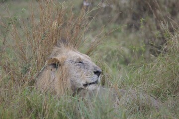 A Male Lion lay down in Grass in The Masai Mara National Park, Kenya.
