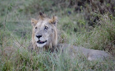 A Male Lion lay down in Grass in The Masai Mara National Park, Kenya.