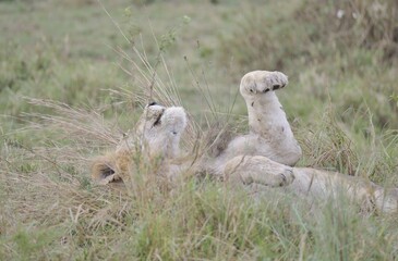Fototapeta premium A male Lion lay in the long grass in Africa.
