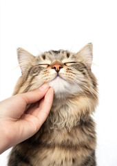 Obraz premium Fluffy Cat Enjoying a Gentle Chin Scratch from Its Owner, Relishing the Moment