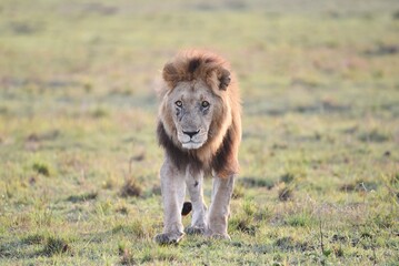 A male Lion walking in then grass.