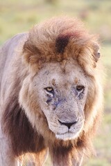 A close up of the front of a male Lion. 