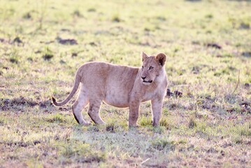 A lion cub after eating at a kill.