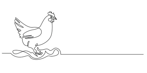 one continuous line drawing of a hen.one line drawing of a broiler.single line vector illustration.isolated white background