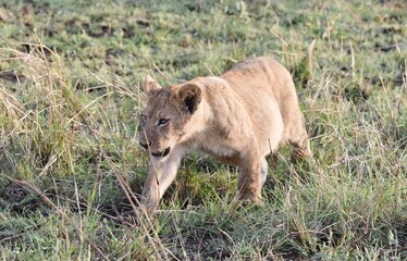 Close up of a Lion Cub walking in grass.