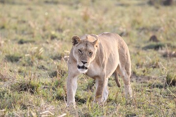 A Lioness walking in the Masai Mara.