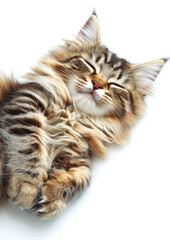 Fototapeta premium Fluffy Cat Lying on Its Side with Paws Tucked Under, Exuding Comfort