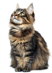 Inquisitive Fluffy Cat Glancing Back with Wide Eyes, Full of Wonder