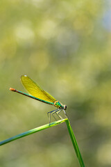 close-up of a damselfly on a leaf