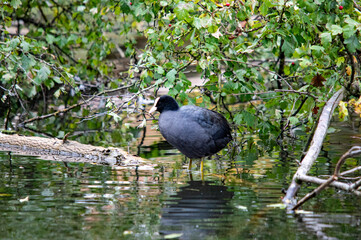 Ente auf dem Wasser