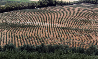 Apple farms in Shobak area, southern Jordan