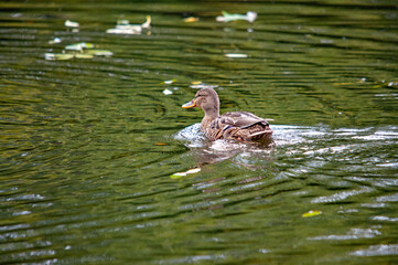 Stockente in Bewegung mit Wasserspur