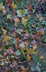 Seasonal background texture of frosty leaves and grass at autumn.