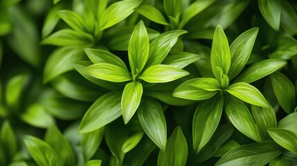 Obraz premium Lush green leaves, vibrant foliage, natural beauty