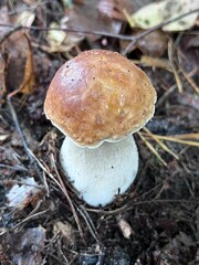 White mushroom in the autumn forest. Boletus edulis in the wild. Close-up photo.