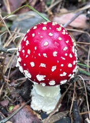 Real amanita mushroom in the autumn forest. Red hat with white dot. Close-up photo.