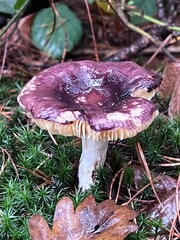 Real mushroom violet russula in the autumn forest. Close-up photo.