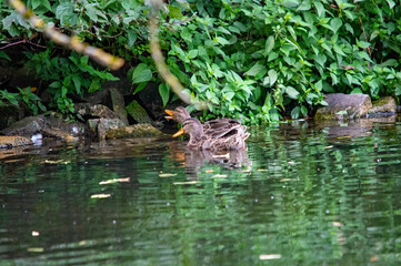 Stockente versteckt sich im Gebüsch