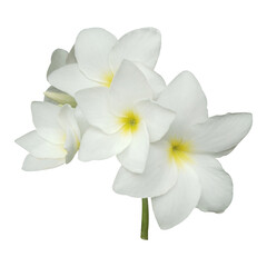 Naklejka premium White Plumeria pudica Flowers Stock Photo