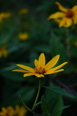Jerusalem artichoke