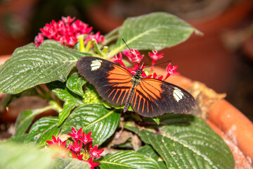 Papillon Heliconius melpomene sur une fleur tropicale étoile égyptienne mauve