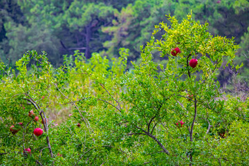 beautiful pink pomegranates on the trees in Kemer/ Antalya Turkey