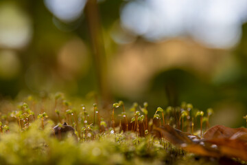Aufnahme von Hornzahnmoos im Herbstfarben mit Wassertropfen.
